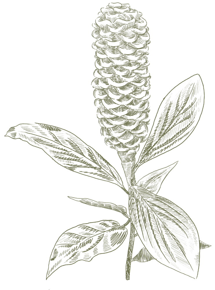 Ginger flower