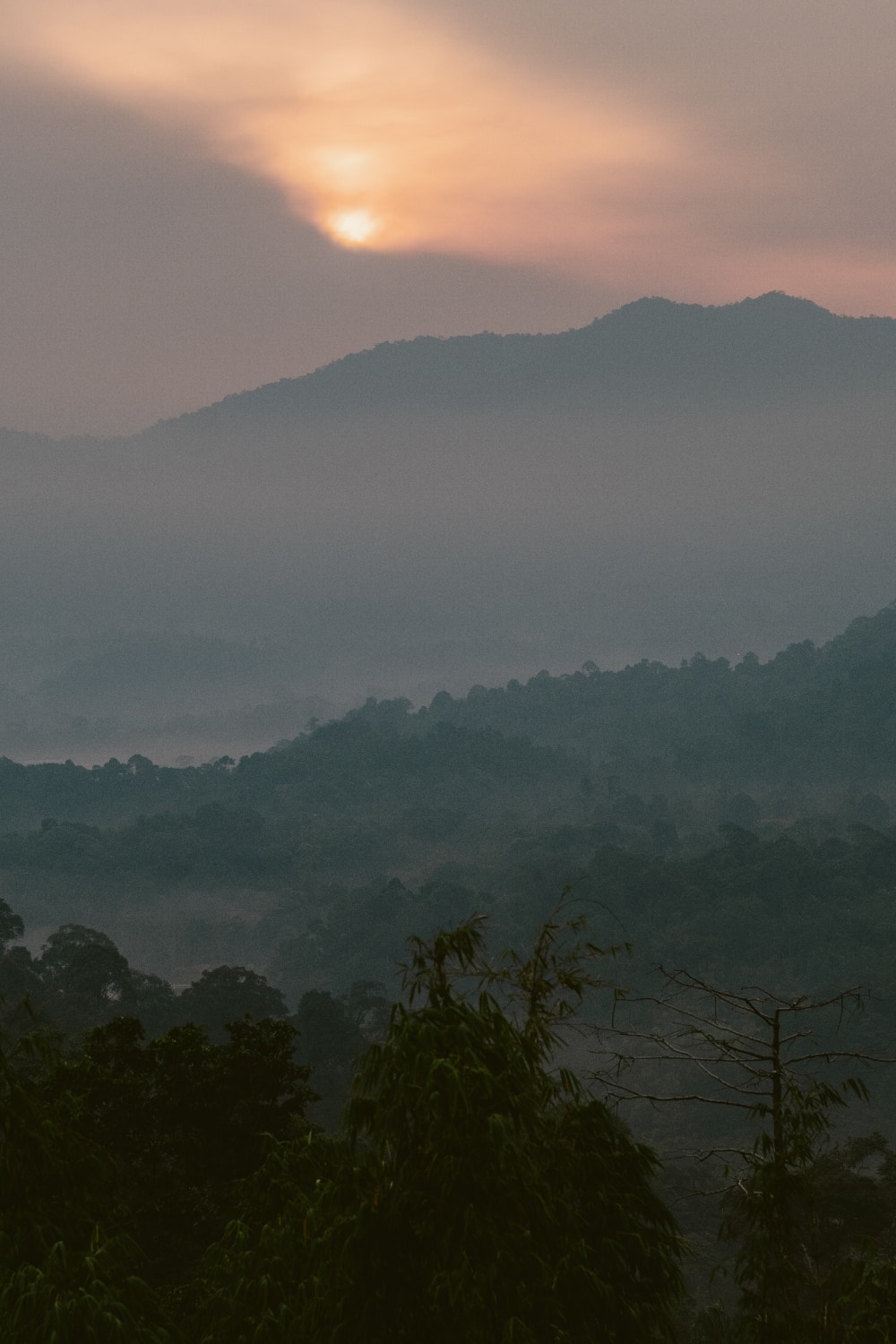 TANARIMBA, Janda Baik
