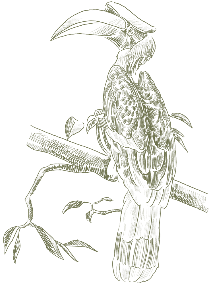 Hornbill at TANARIMBA